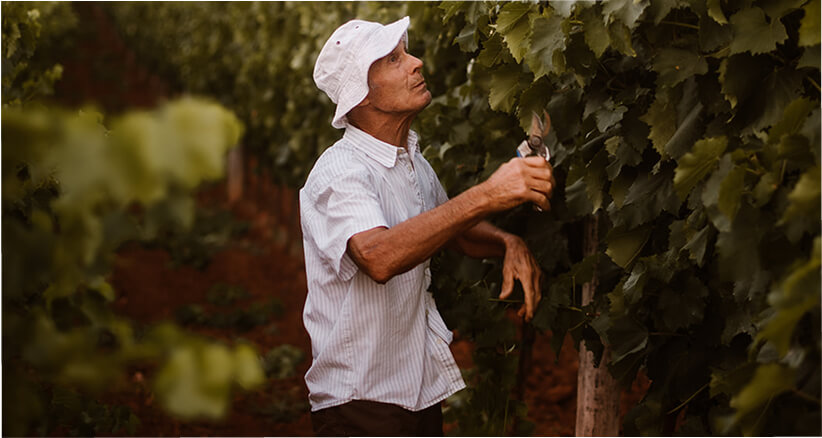 Vina Deklić