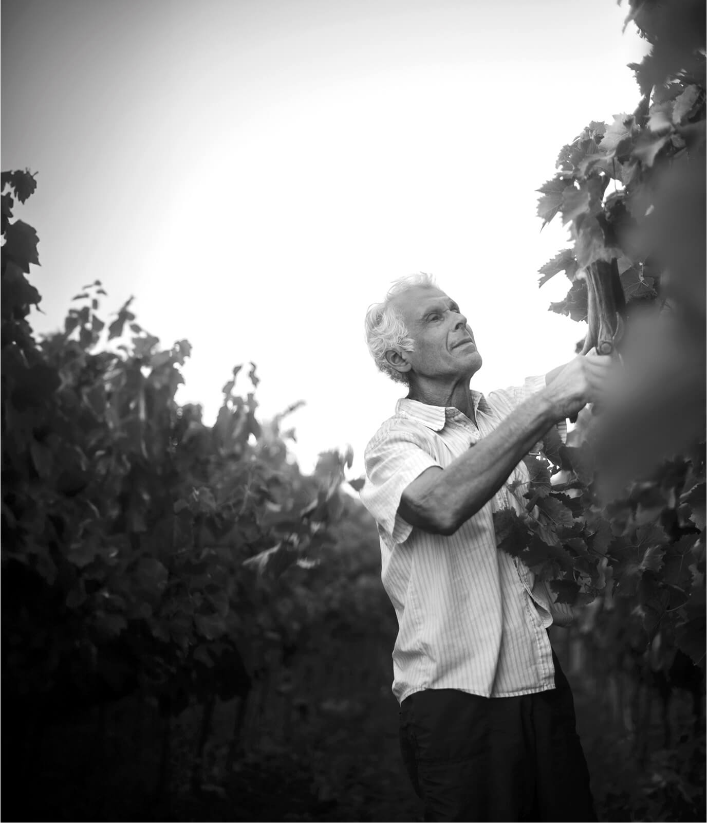Vina Deklić